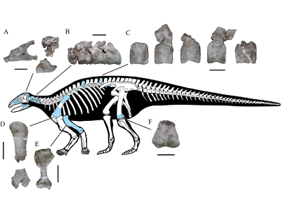 Fossilien © Yao et al. Creative Commons 4.0 International (CC BY 4.0)